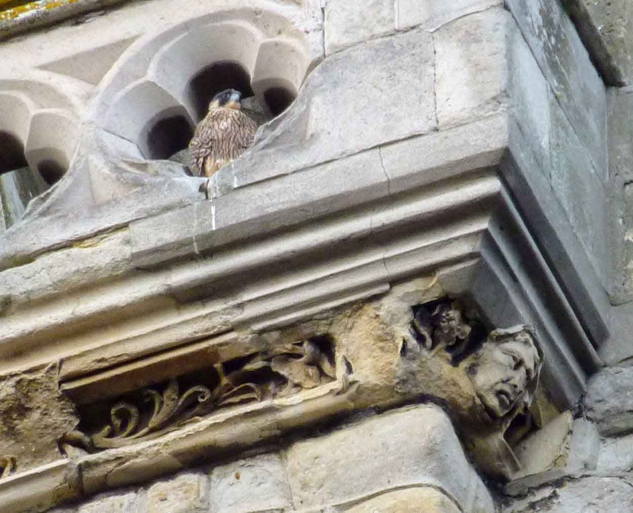 Peregrine fledgling - take care not to fall!